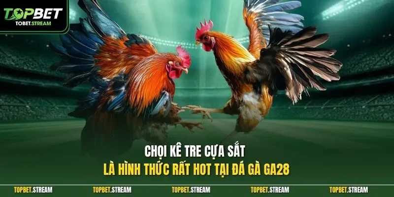 Chọi kê tre cựa sắt là hình thức rất hot tại đá gà GA28
