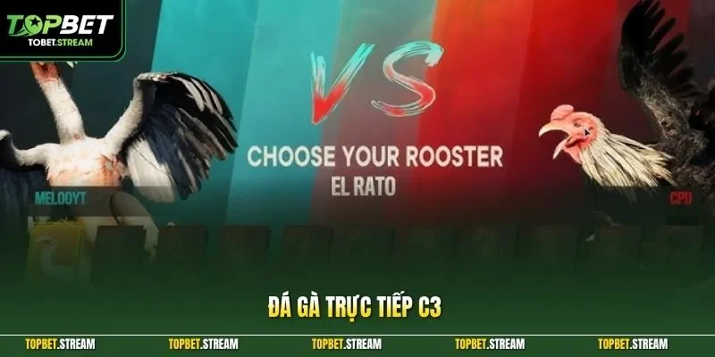 Đá gà trực tiếp C3