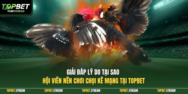 Giải đáp lý do tại sao hội viên nên chơi chọi kê mạng tại TOPBET