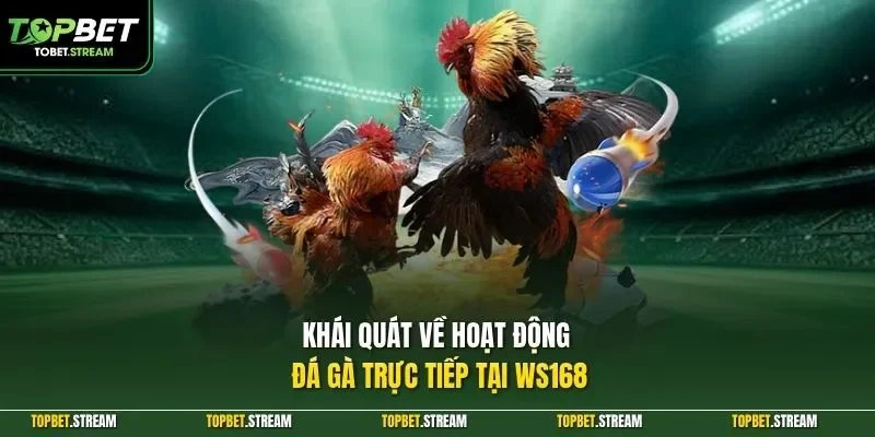 Khái quát về hoạt động đá gà trực tiếp tại WS168