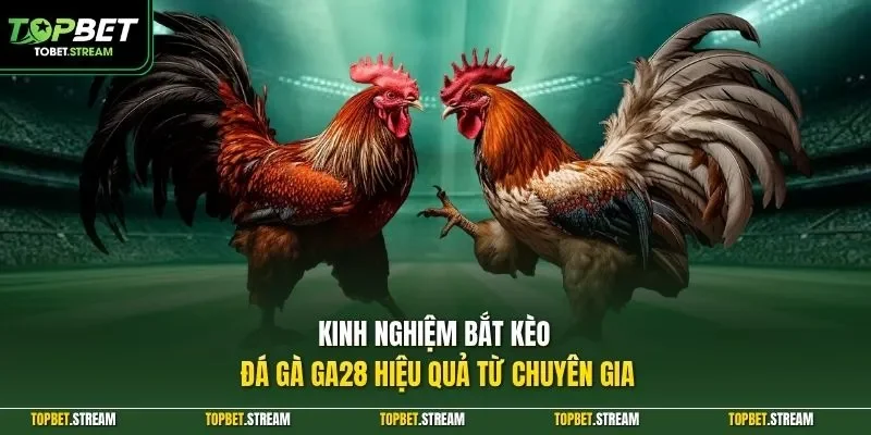 Kinh nghiệm bắt kèo đá gà GA28 hiệu quả từ chuyên gia