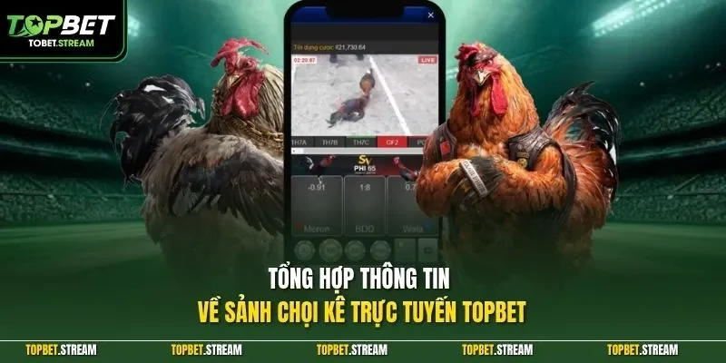 Tổng hợp thông tin về sảnh chọi kê trực tuyến TOPBET